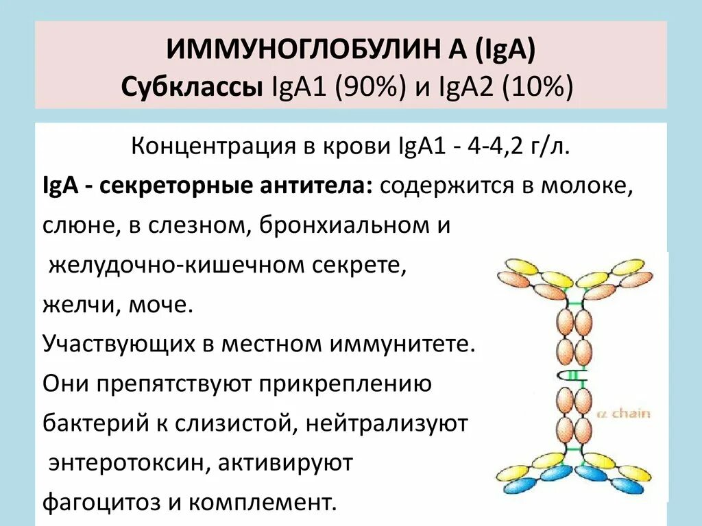 Иммуноглобулины iga (1-2) IGE. Iga иммуноглобулин строение. Иммуноглобулин a ctrhtnjhys. Секреторный иммуноглобулин а. Иммуноглобулины g повышены что это значит