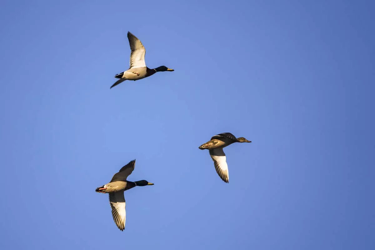 Селезень летит. Утка в небе. Утки летят. Утки в полете. Дикие утки в полете.