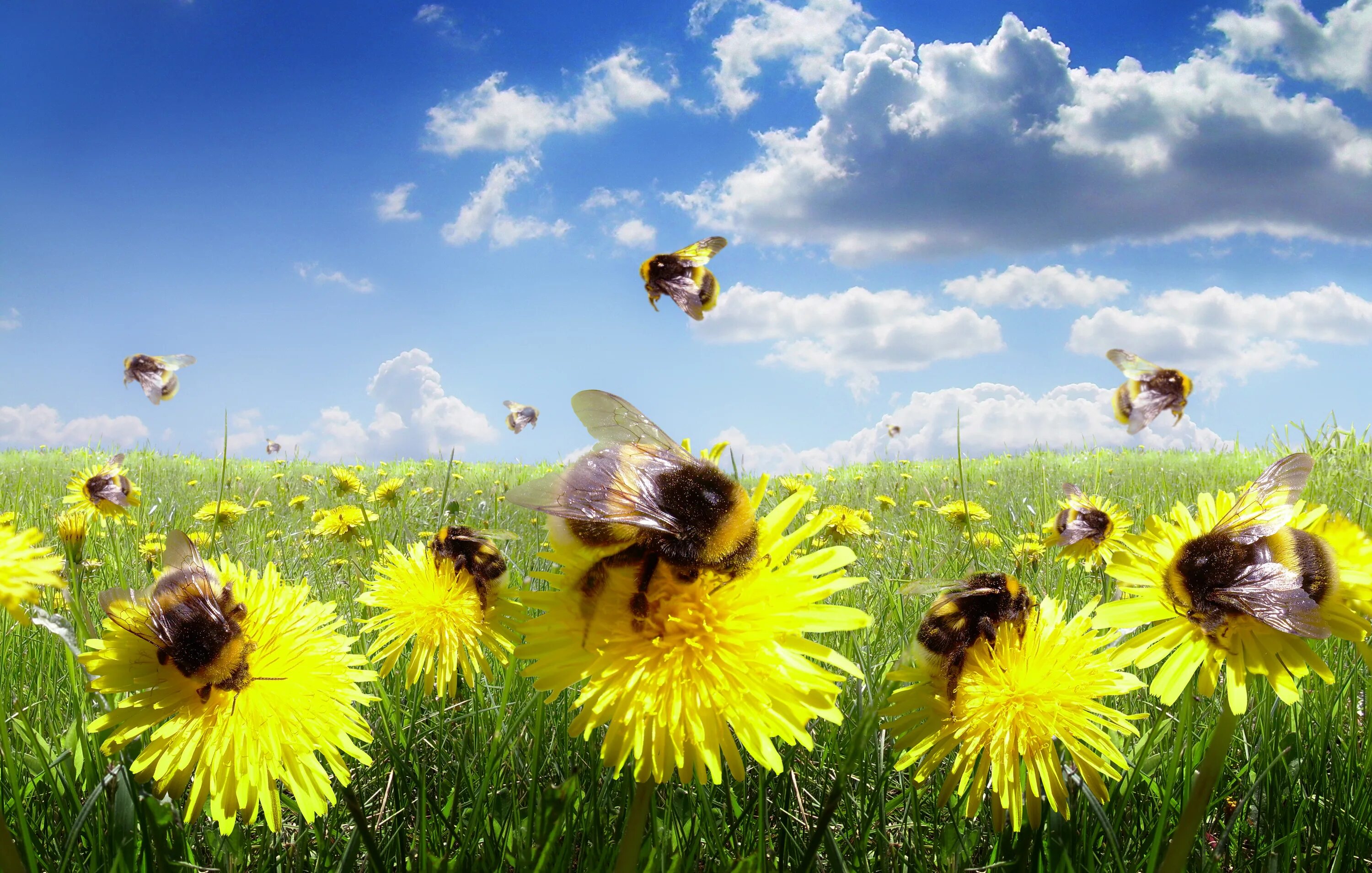 Жужжание в небе. Пчелы на лугу. Луг цветы пчелы. Пчелы на Поляне. Луг с насекомыми.