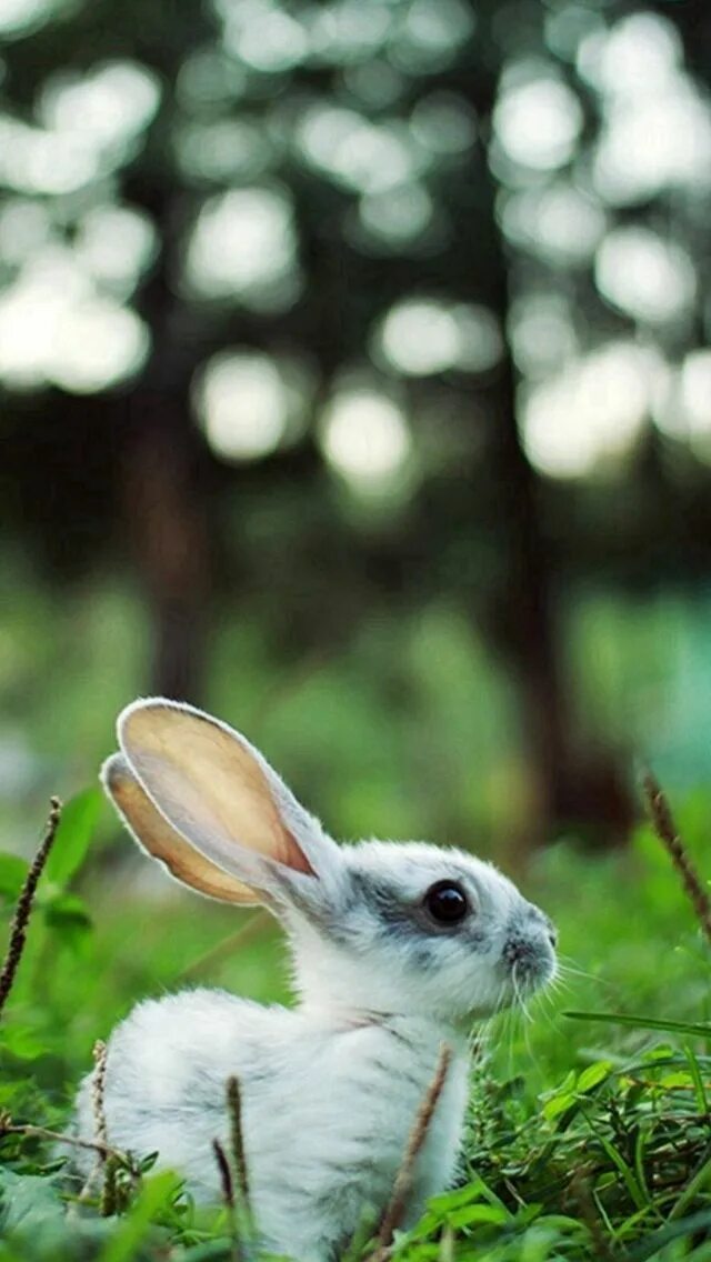 Рэббит заяц. Милый кролик. Зайчата. Маленькие Зайчата.