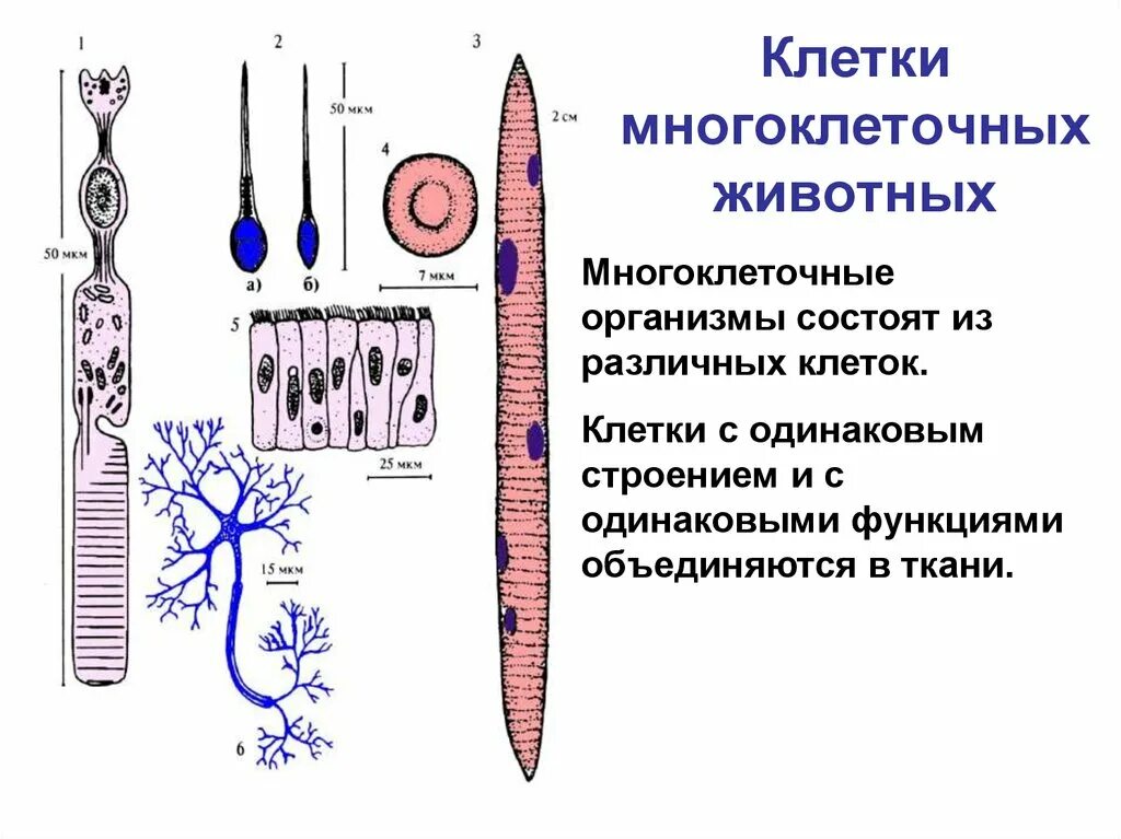 Организм животного состоит из клеток. Строение клетки многоклеточных животных. Строение клетки многоклеточного животного. Многоклеточные организмы. Клетки многоклеточного организма и ткани.