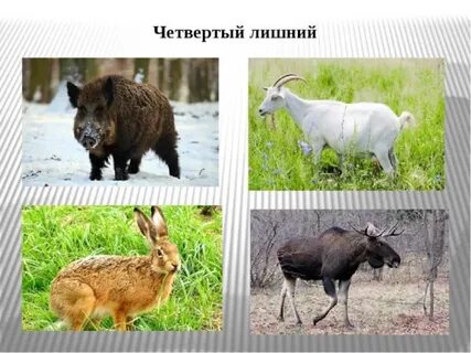 4 лишний дикие животные