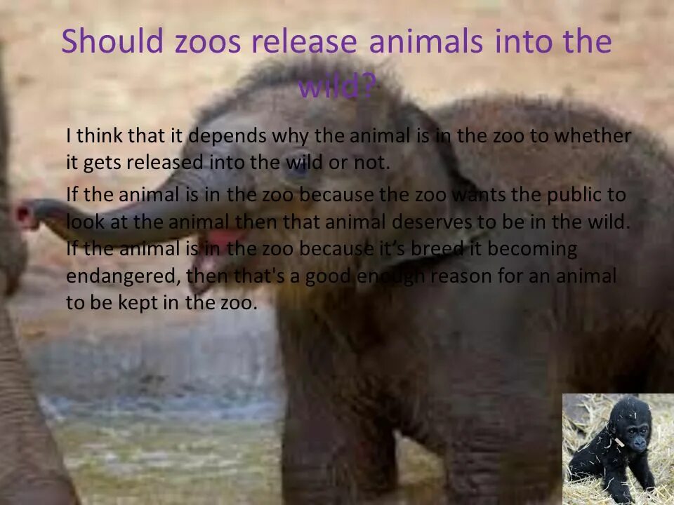 Wild animals essay. Pros and cons зоопарка. Keeping animals in Zoos. Pros and cons of keeping animals in Zoos. Wild animals in the Zoo.