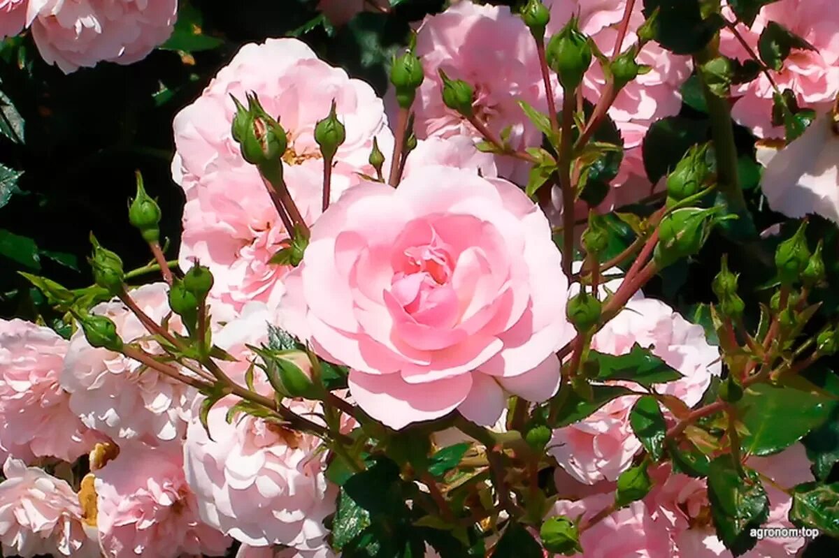 Rose 10