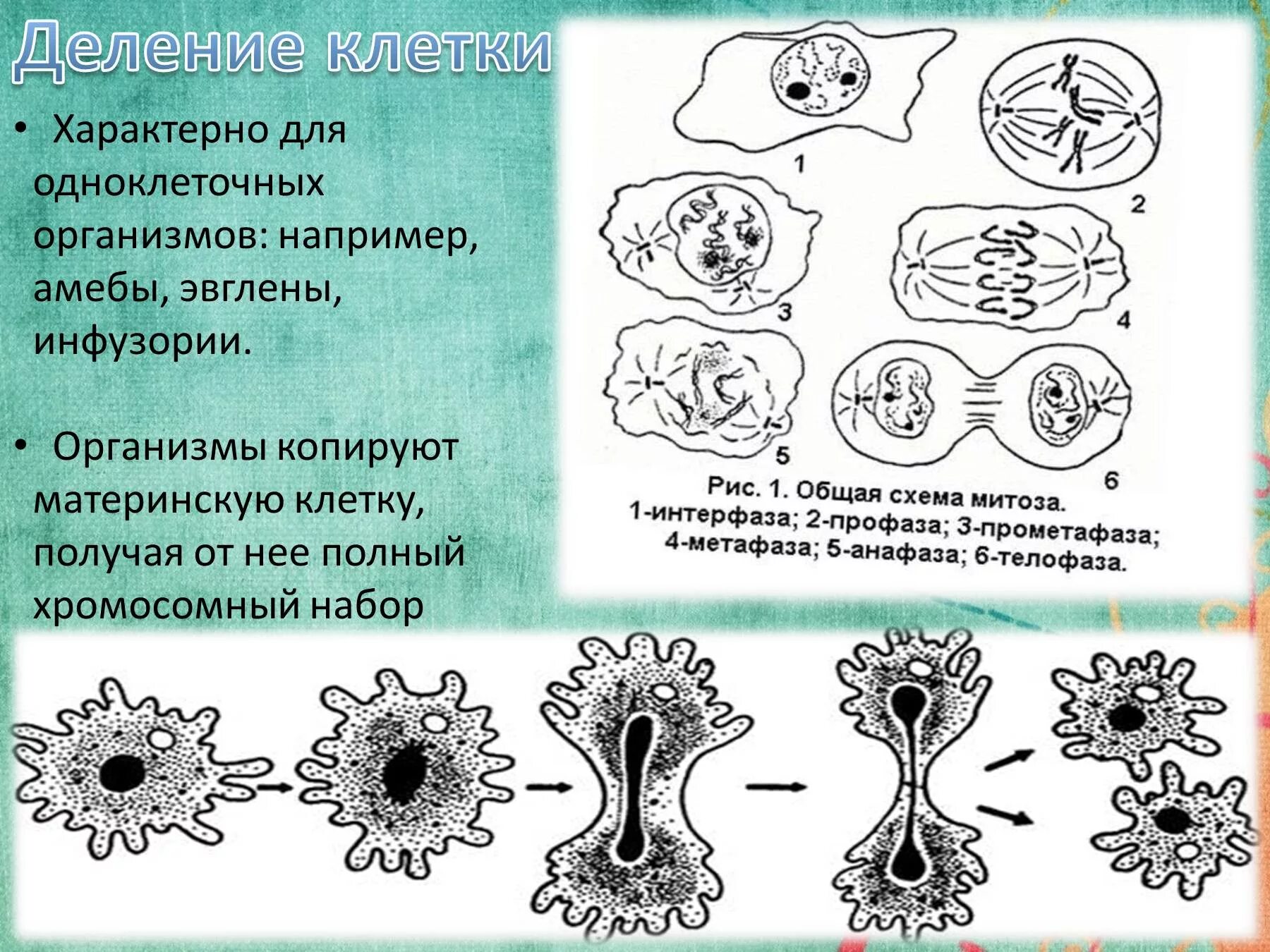 Деление клетки. Амеба деление клетки. Размножение делением клетки. Способы деления клетки.