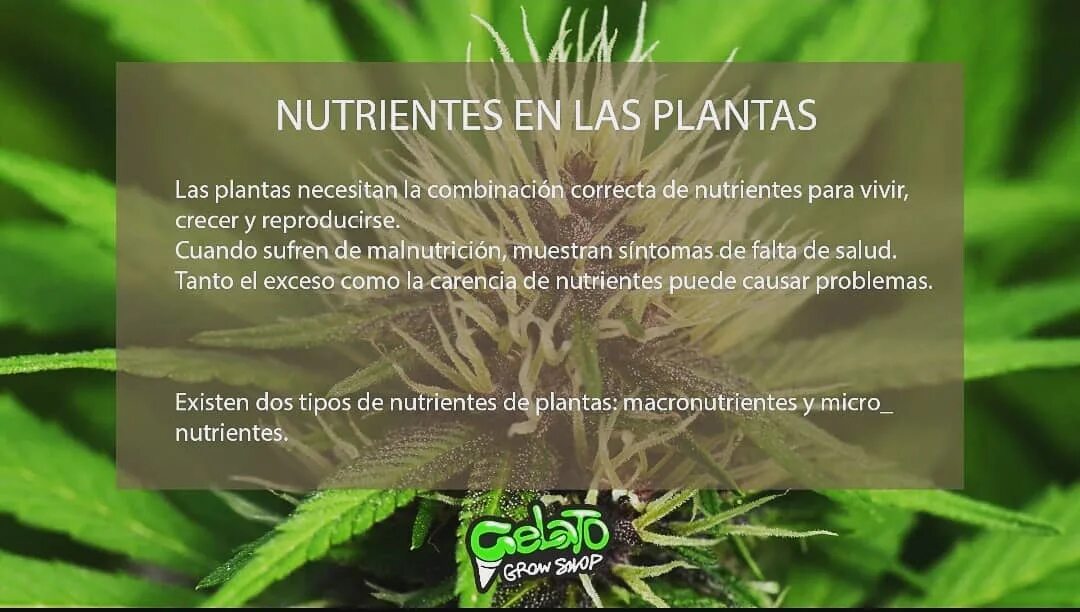 Que necesitan las plantas para vivir