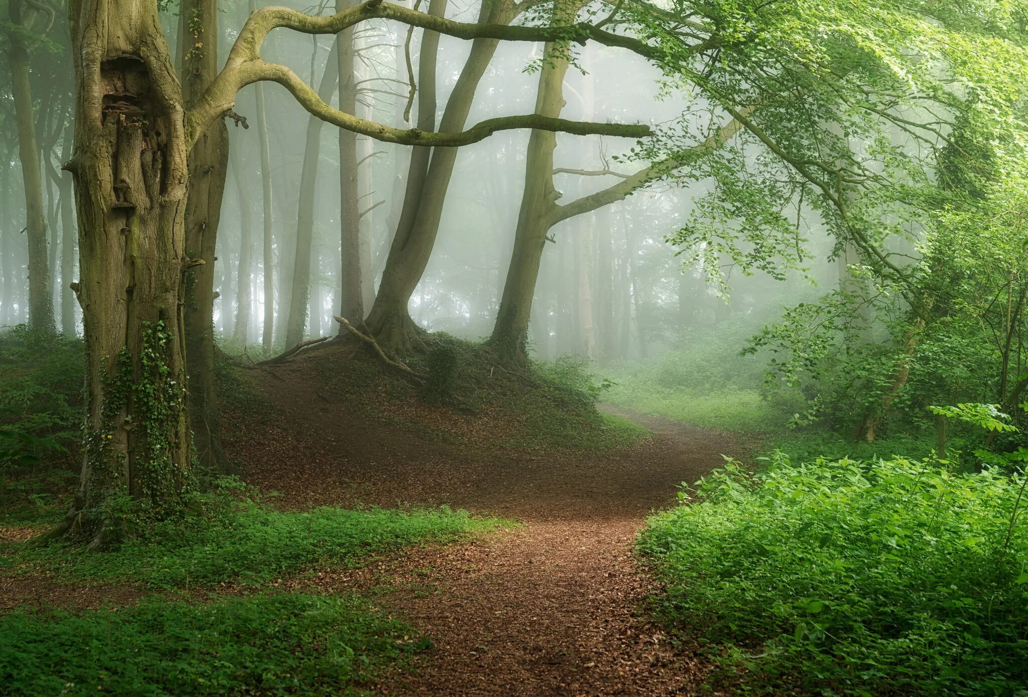 Невероятный лес. Тропинка в лесу. Деревья в лесу. Красивая природа лес. Сказочный лес в тумане.