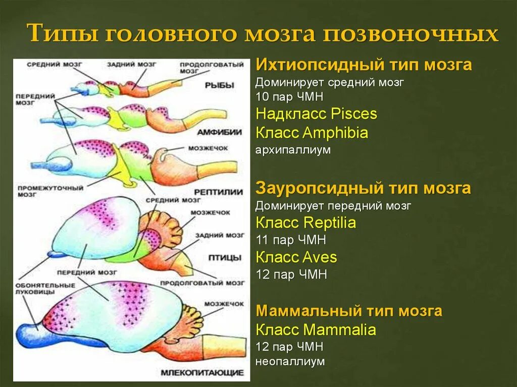 Ихтиопсидный Тип головного мозга. Типы головного мозга позвоночных. Типы головного мозга у позвоночных животных. Ротделы головного мозга порзвоночных жи вотных. Появление головного мозга у рыб