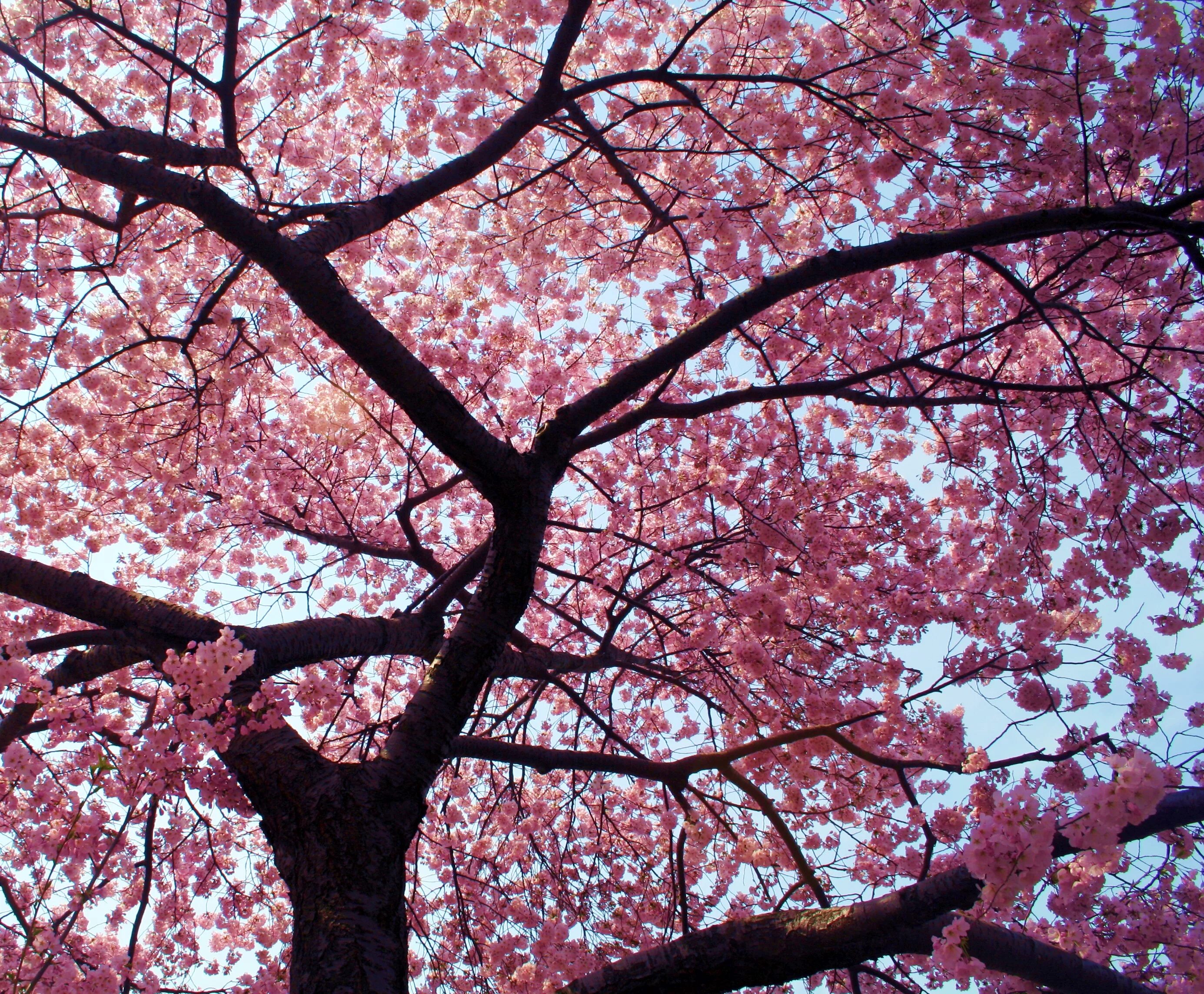 Черри блоссом дерево. Сакура черри блоссом дерево. Вишня Сакура дерево. Pink черри блоссом дерево деревья. Sakura blossom