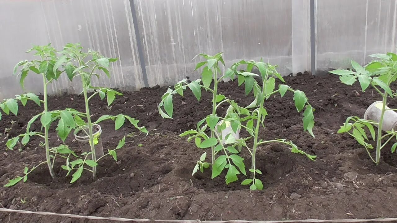 Можно ли посадить рассаду помидор в апреле. Высаживание рассады помидор. Высаживание рассады помидор в теплицу. Посадка помидор в теплицу. Рассадка томатов в теплице.