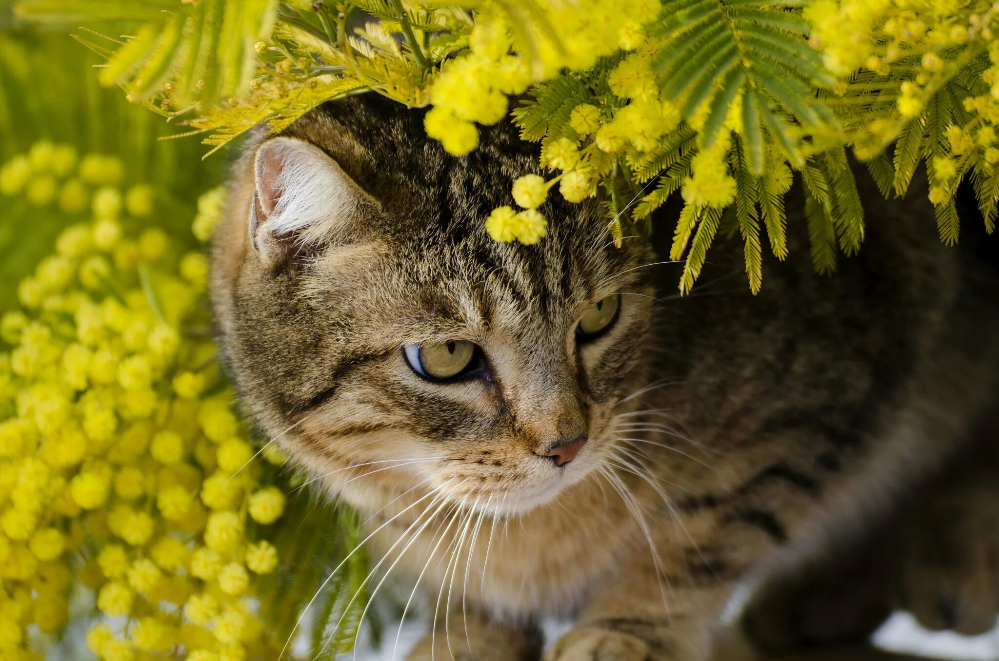 Весенняя кошечка. Кошки и цветы. Весенний котик. Котик с цветами.