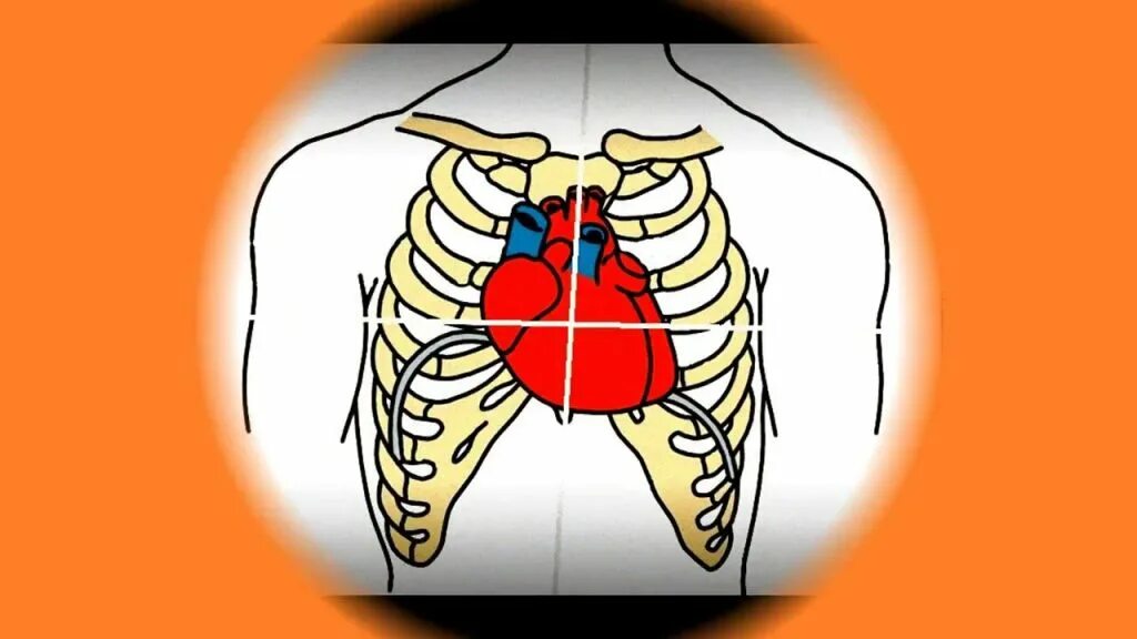 Дом где находится сердце. Расположение сердца у человека. Расположение сердца у женщины. Расположение сердца у детей. Расположение сердца картинка.