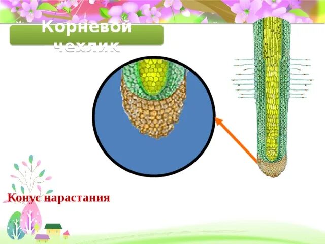 Зона нарастания. Конус нарастания корня. Конус нарастания и зона деления корня. Корневой чехлик конус нарастания. Конус нарастания кукурузы.