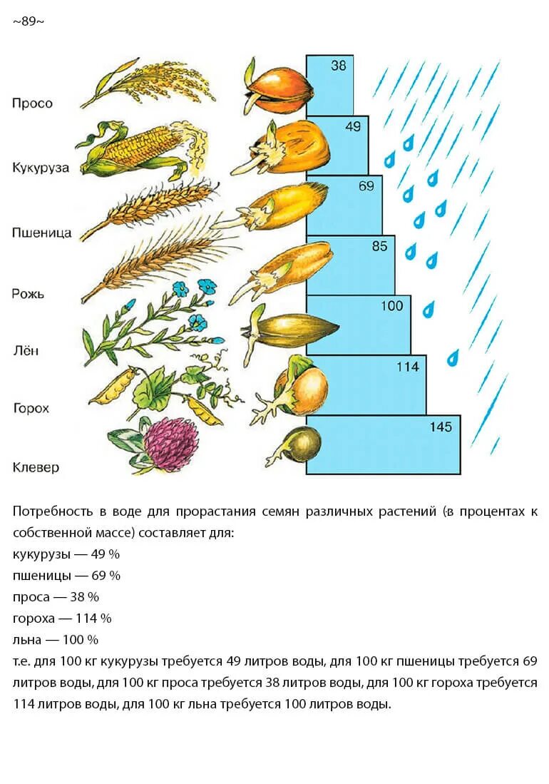 Какие еще условия необходимы для прорастания семян. Потребность в воде для прорастания семян различных растений. Температура прорастания семян разных растений.. Прорастание пшеницы схема. Температура прорастания семян пшеницы.