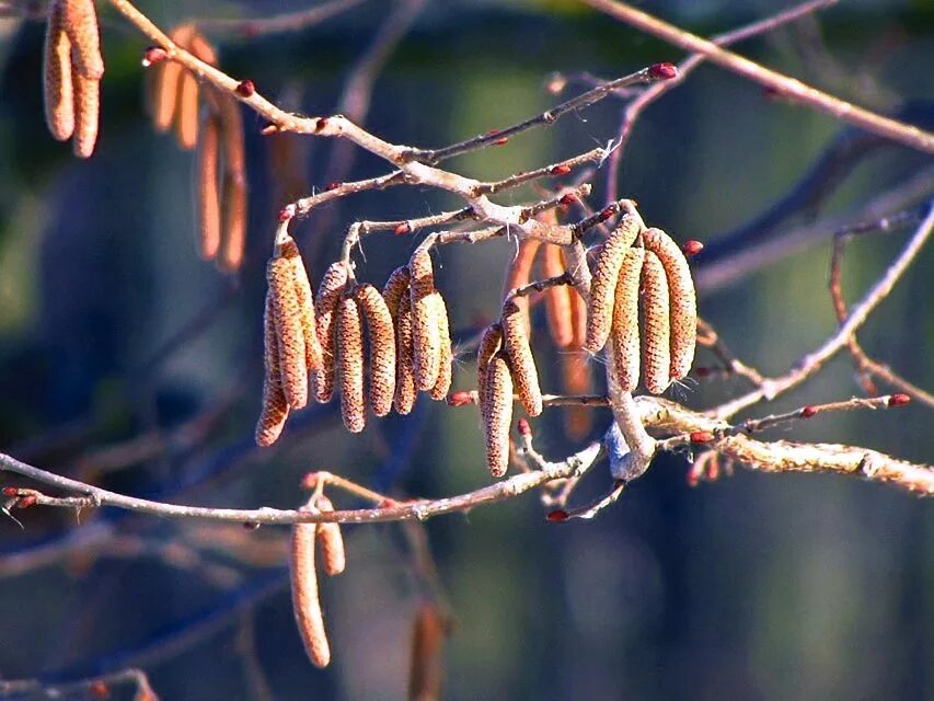 кедровый стланик камчатка.