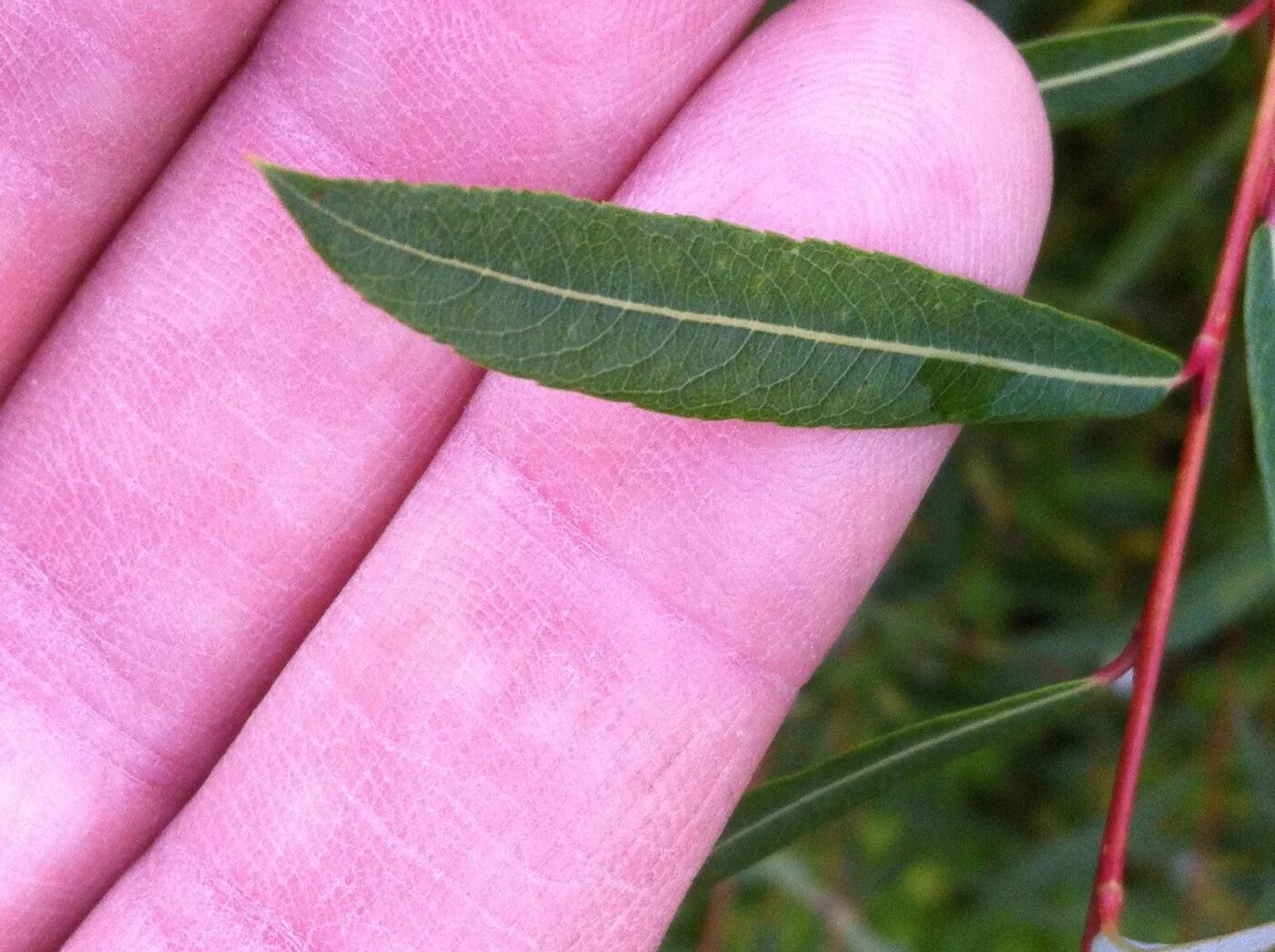 Ива Salix purpurea Nana. Красная Ива (Salix purpurea). Форма листа ивы