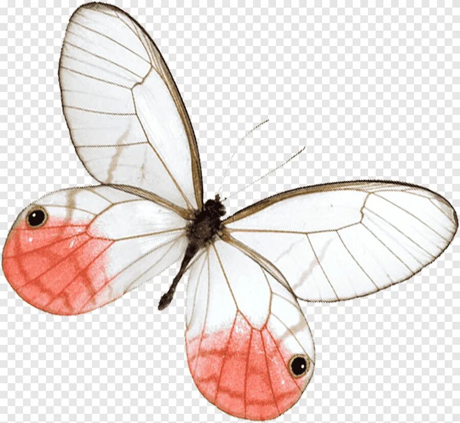 Прозрачная бабочка пнг. Изображение бабочки. Бабочки на белом фоне. Крылья бабочки. Белые бабочки на прозрачном фоне.