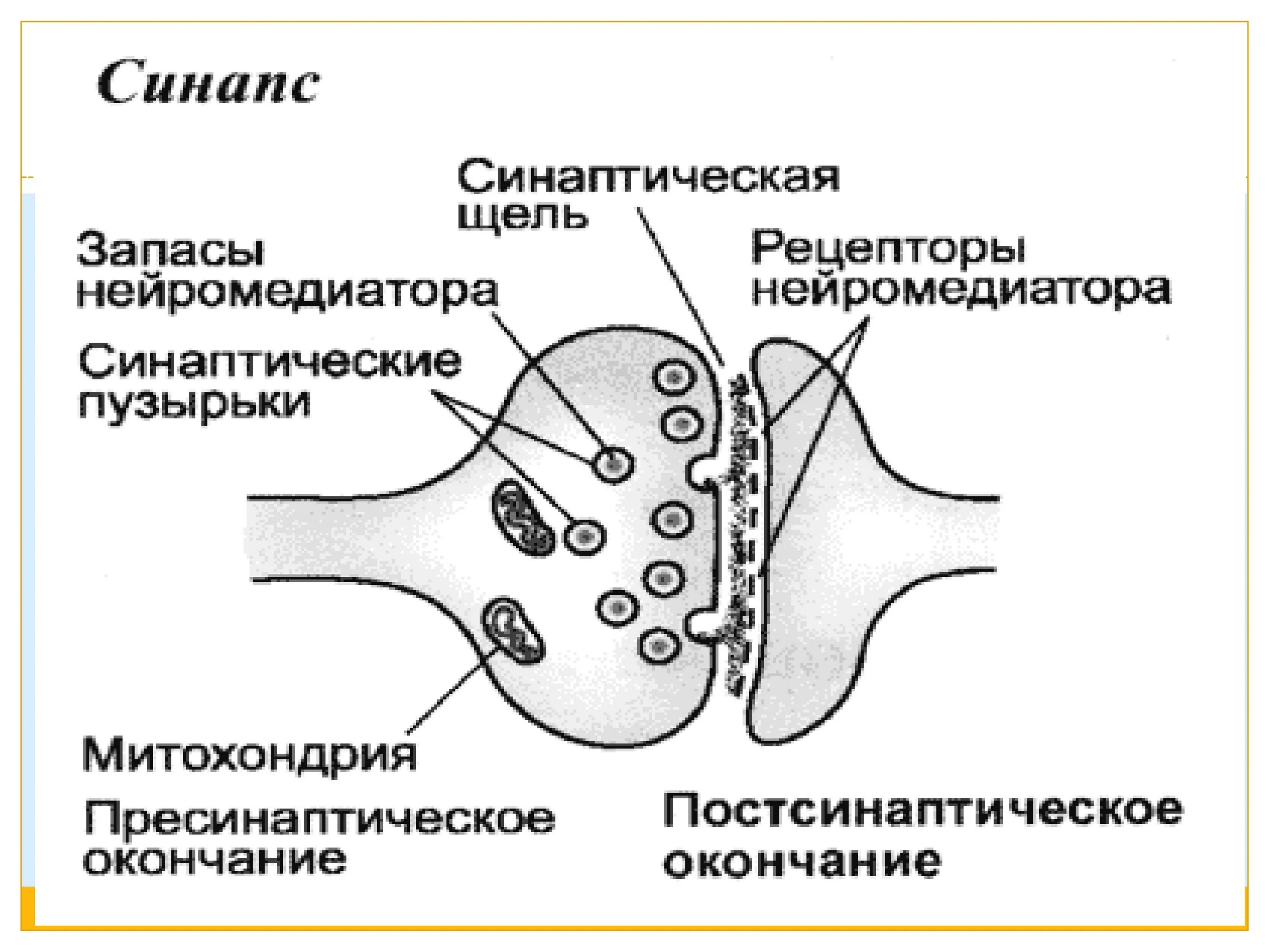 Синаптические пузырьки. Синапс пресинаптическая мембрана. Структурно функциональные элементы синапса. Строение синапса физиология. Строение нейрона и синапса.