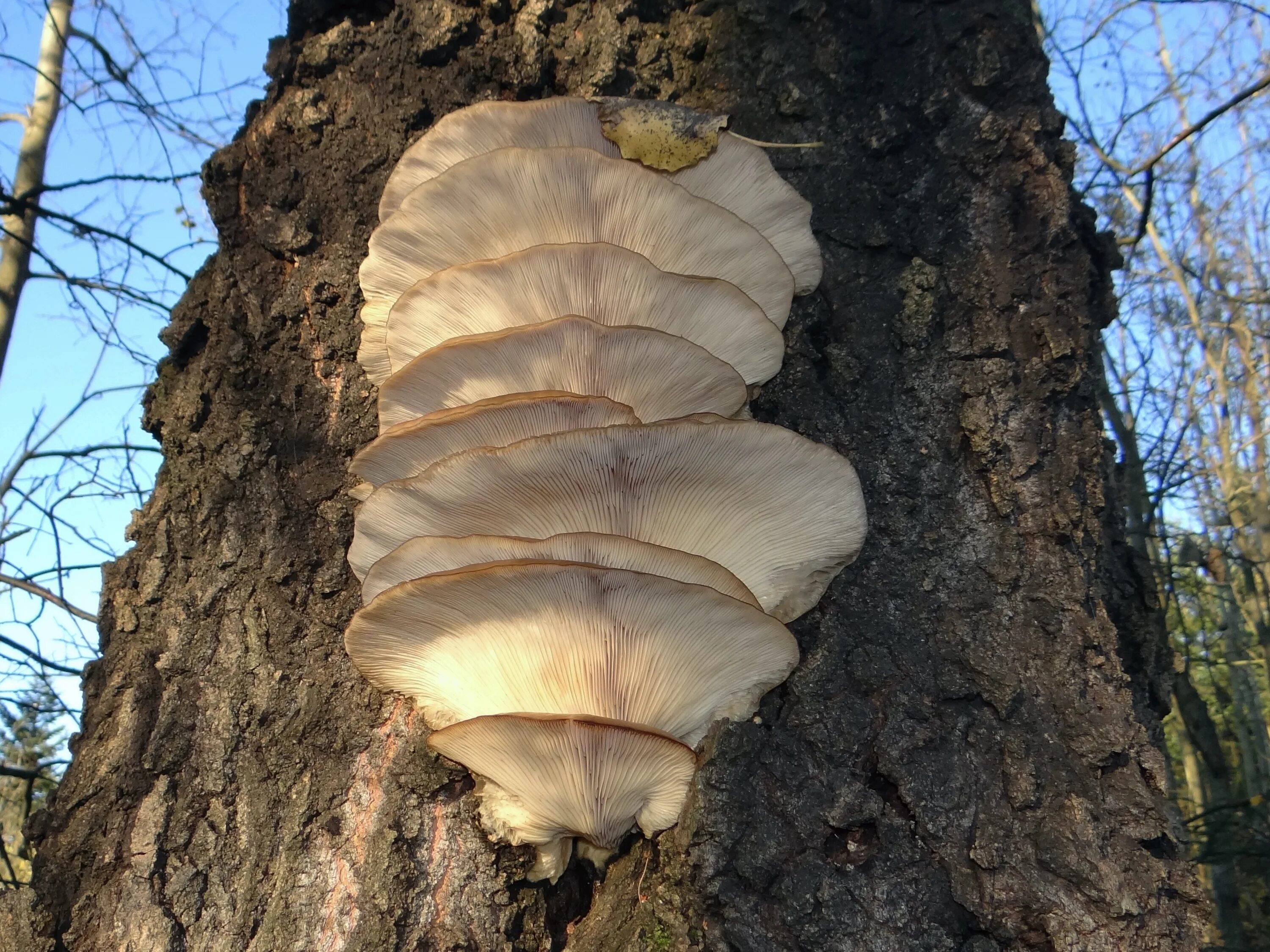 Вешенки на дереве. Вёшенка устричная (Pleurotus ostreatus). Вешенка гриб. Вешенка губчатая. Вешенка Лесная.