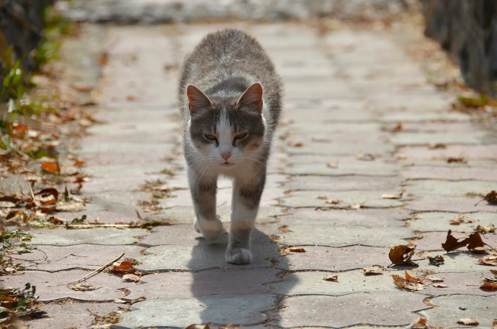 Кот ушел из дома весной. Кошка идет. На тротуаре кот. Уличные коты. Кошка на тропинке.