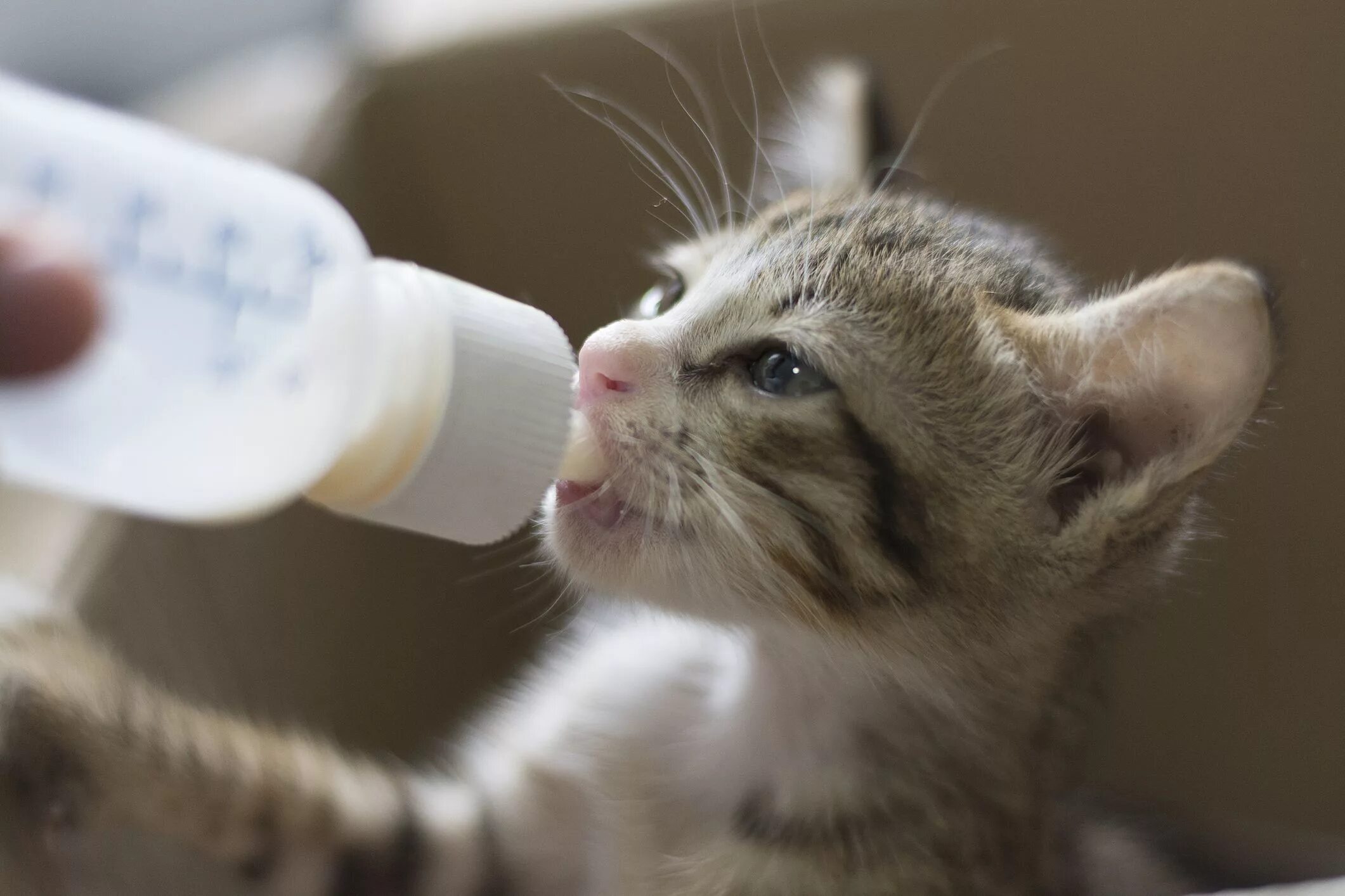 Котенок пьет из бутылочки. Котенок пьет молоко. Котенок пьет молоко из бутылочки. Молоко для котят.