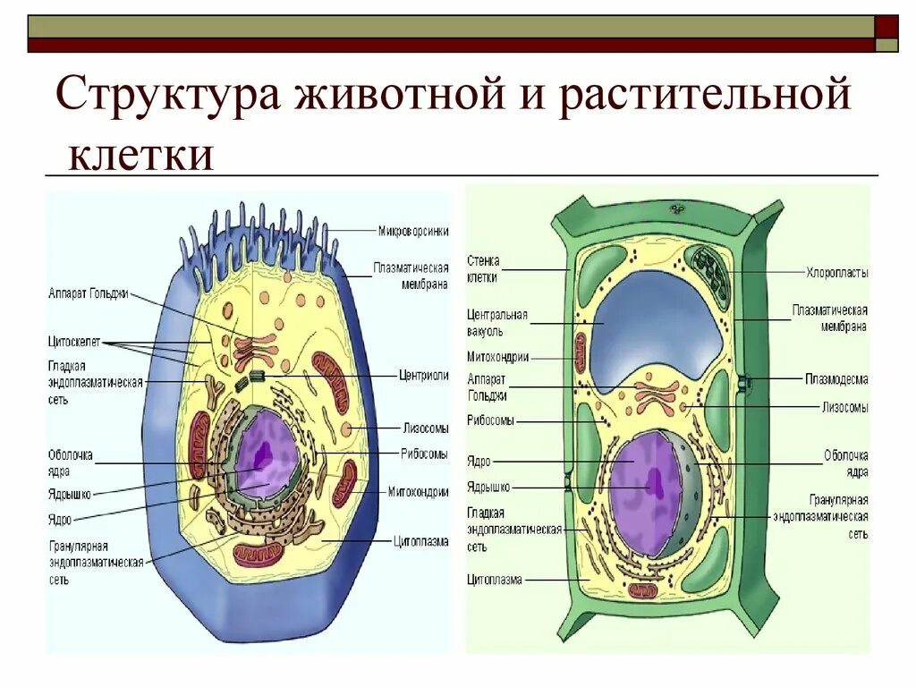 Схема строения животной и растительной клетки. Строение эукариотической растительной клетки. Строение эукариотической животной клетки. Строение клетки эукариот растений.