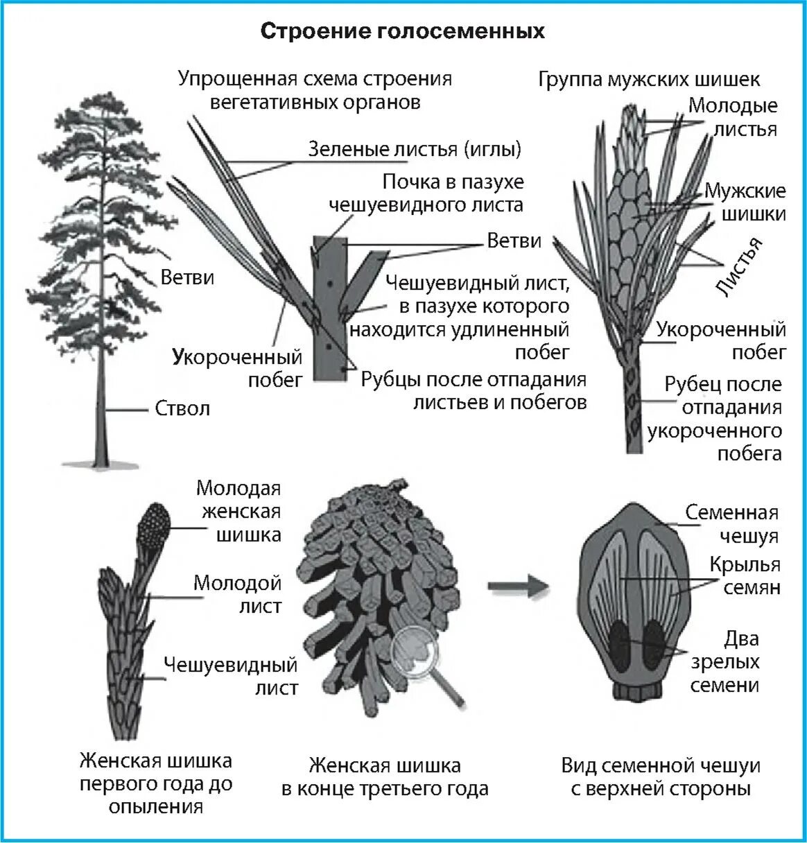 Хвойные растения части растений. Строение шишек голосеменных растений. Строение побега голосеменных. Отдел Голосеменные строение сосны обыкновенной. Строение побега сосны обыкновенной.