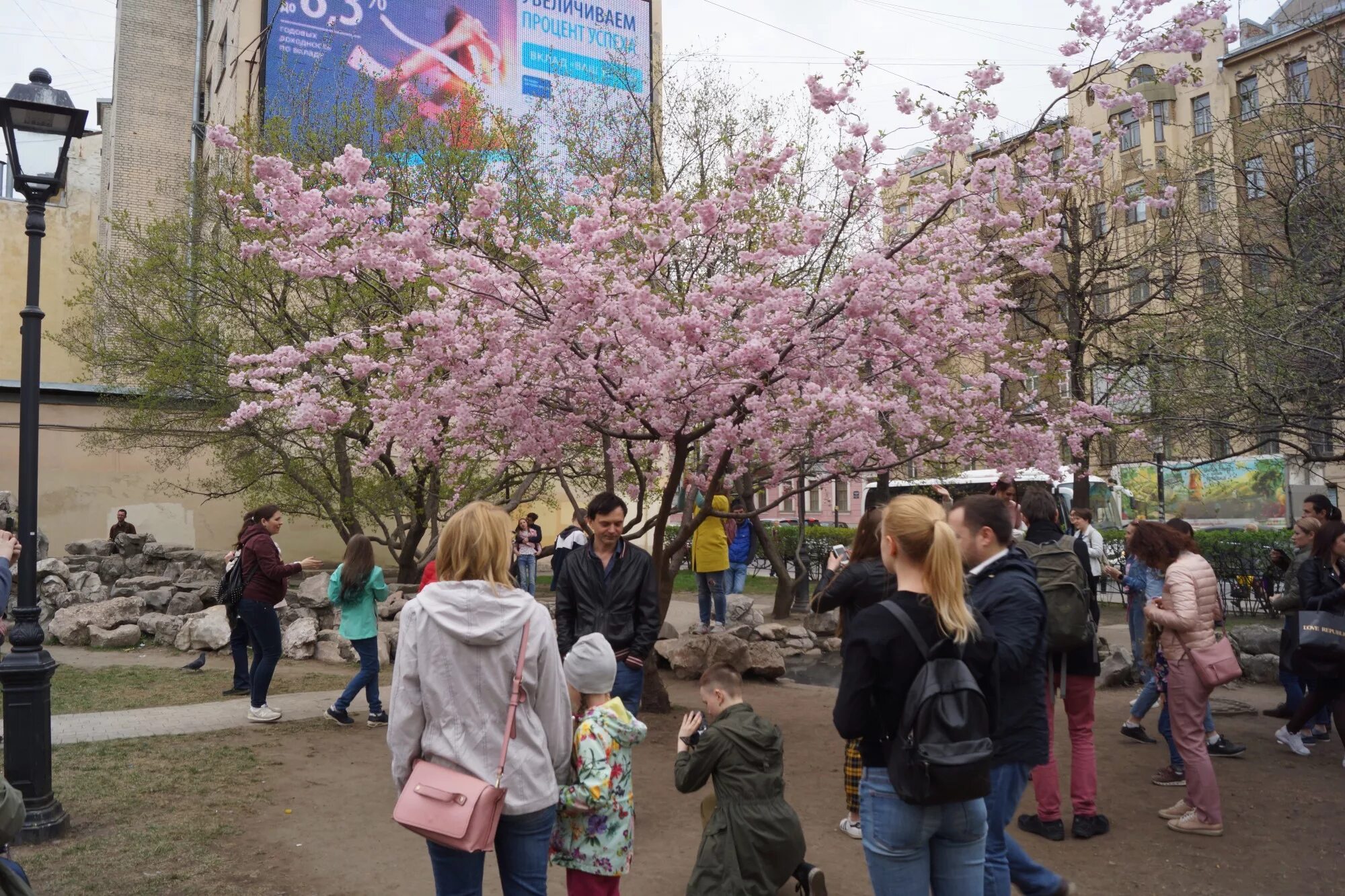 Сад дружбы в Санкт-Петербурге на Литейном Сакура. На Литейном зацвела Сакура. Цветение Сакуры в СПБ на Литейном. Сакура зацвела в СПБ.