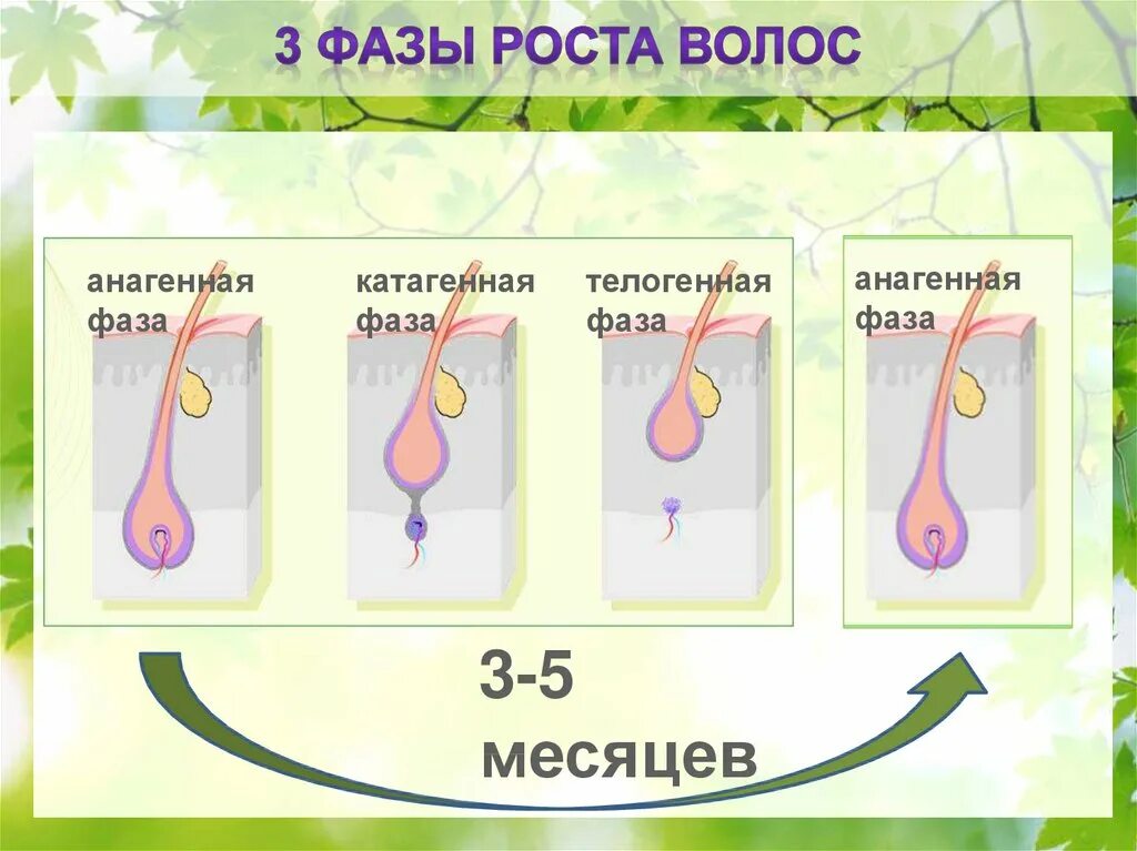 Стадии роста волос. Цикл роста волос. 3 Фазы роста волос. Фазы роста волоса человека.