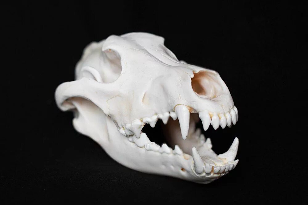 Необычные черепа животных. Череп хищного животного. Тилакосмил сумчатый саблезубый тигр. Череп хищного животного. Саблезубый тигр смилодон череп.