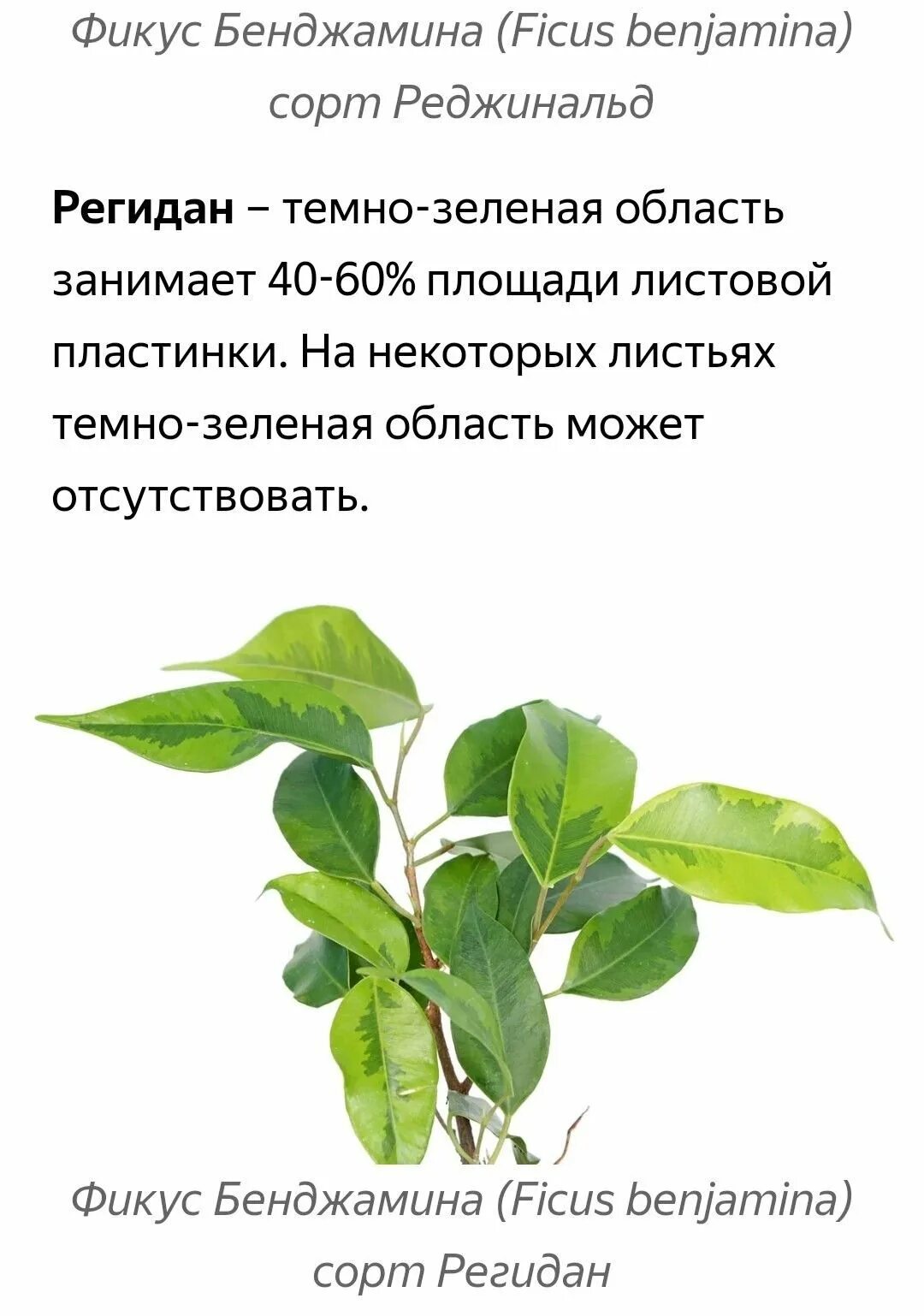 Фикус регидан фото. Фикус регидан. Фикус бенджамина узколистный. Фикус регидан. Фикус бенджамина регидан.
