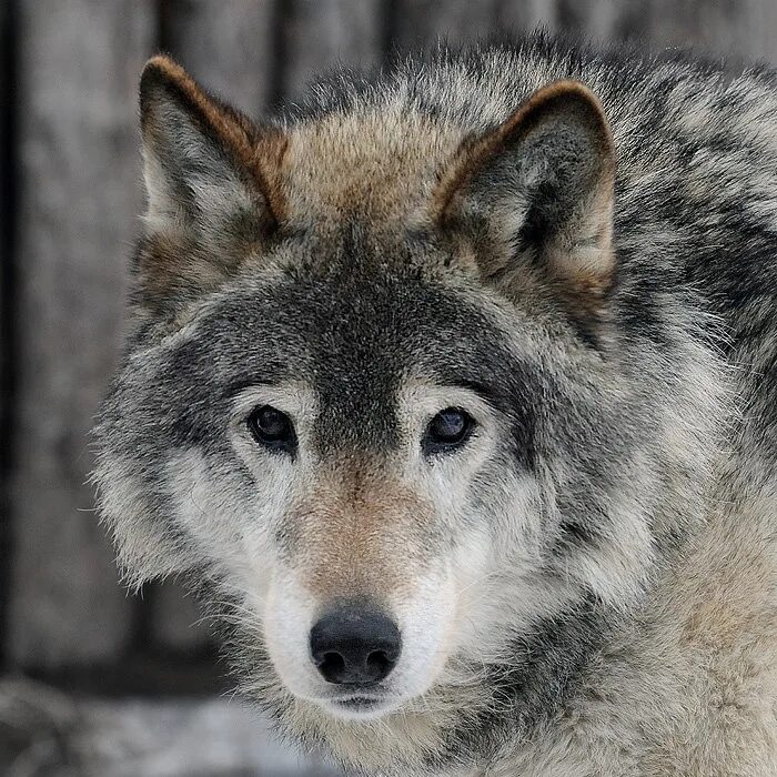 Волк. Фотопортрет волка. Красота волка. Волк портрет. Beautiful wolves