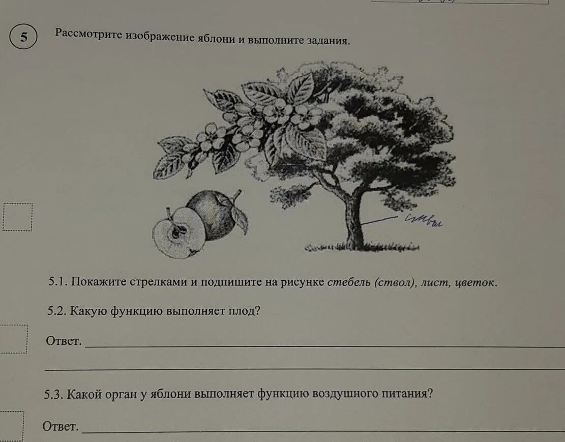 Никому не рад не посаженные деревья впр. Подсказки на ВПР по биологии 6 класс. ВПР по биологии 6 класс 2022. ВПР по биологии. ВПР по биологии шестой класс.