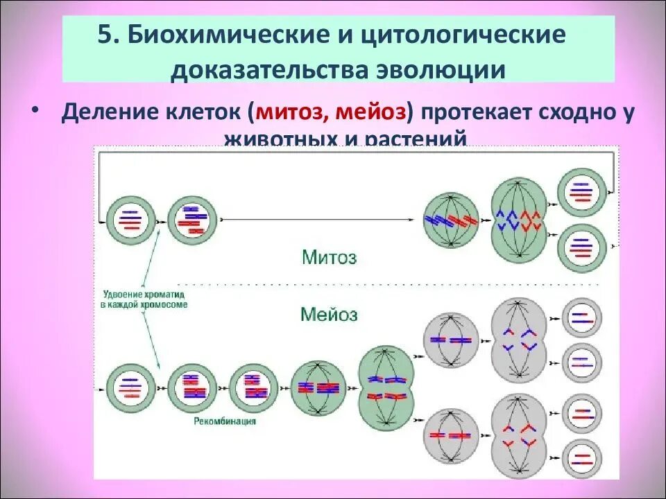 Набор клеток мейоз митоз. Деление клетки митоз и мейоз. Мейоз митоз биология 11 класс. Схема деления клетки митоз и мейоз.