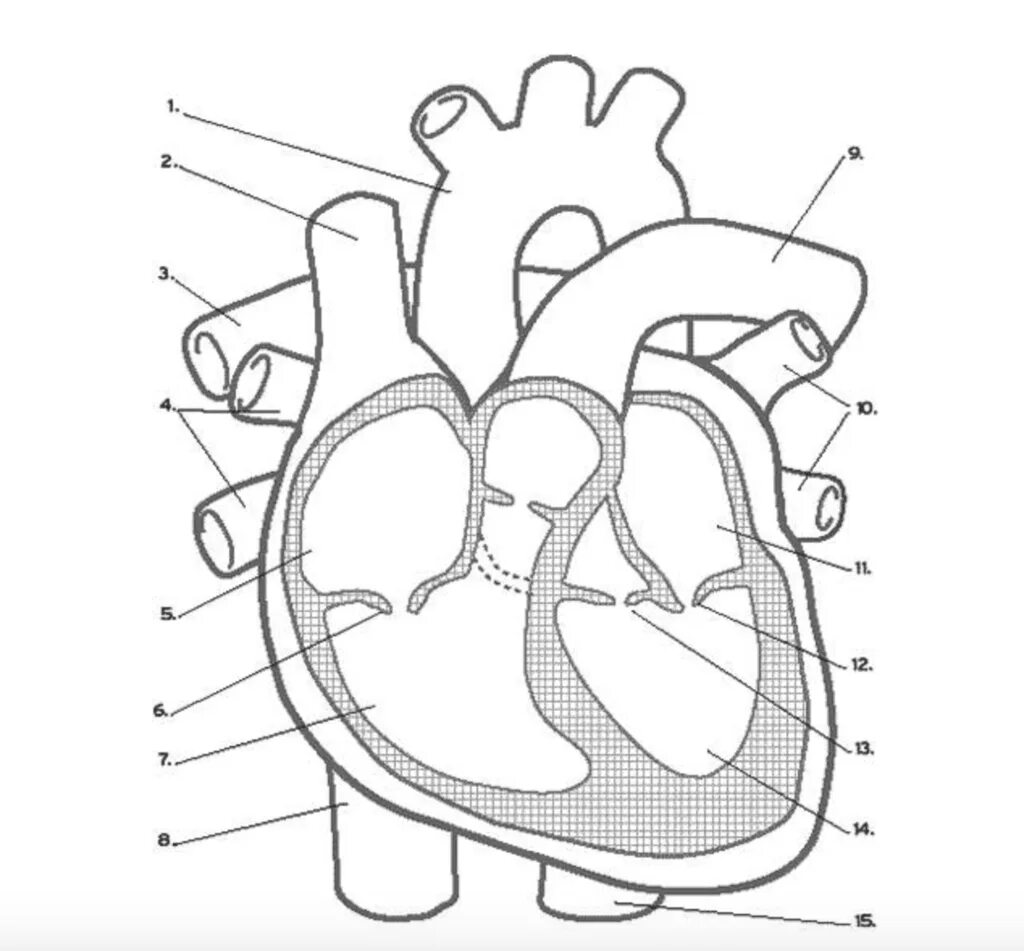 Срез сердца человека. Строение сердца человека схема. Строение сердца человека рисунок. Сердце анатомия схема. Строение сердца ЕГЭ биология.