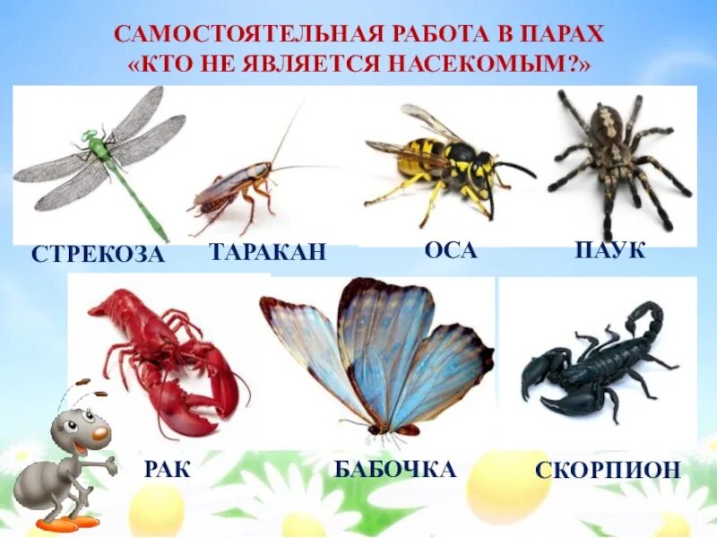 К бескрылым насекомым относятся. Насекомые окружающий. Презентация для начальной школы насекомые. Насекомые по окружающему миру. Насекомые 1 класс.