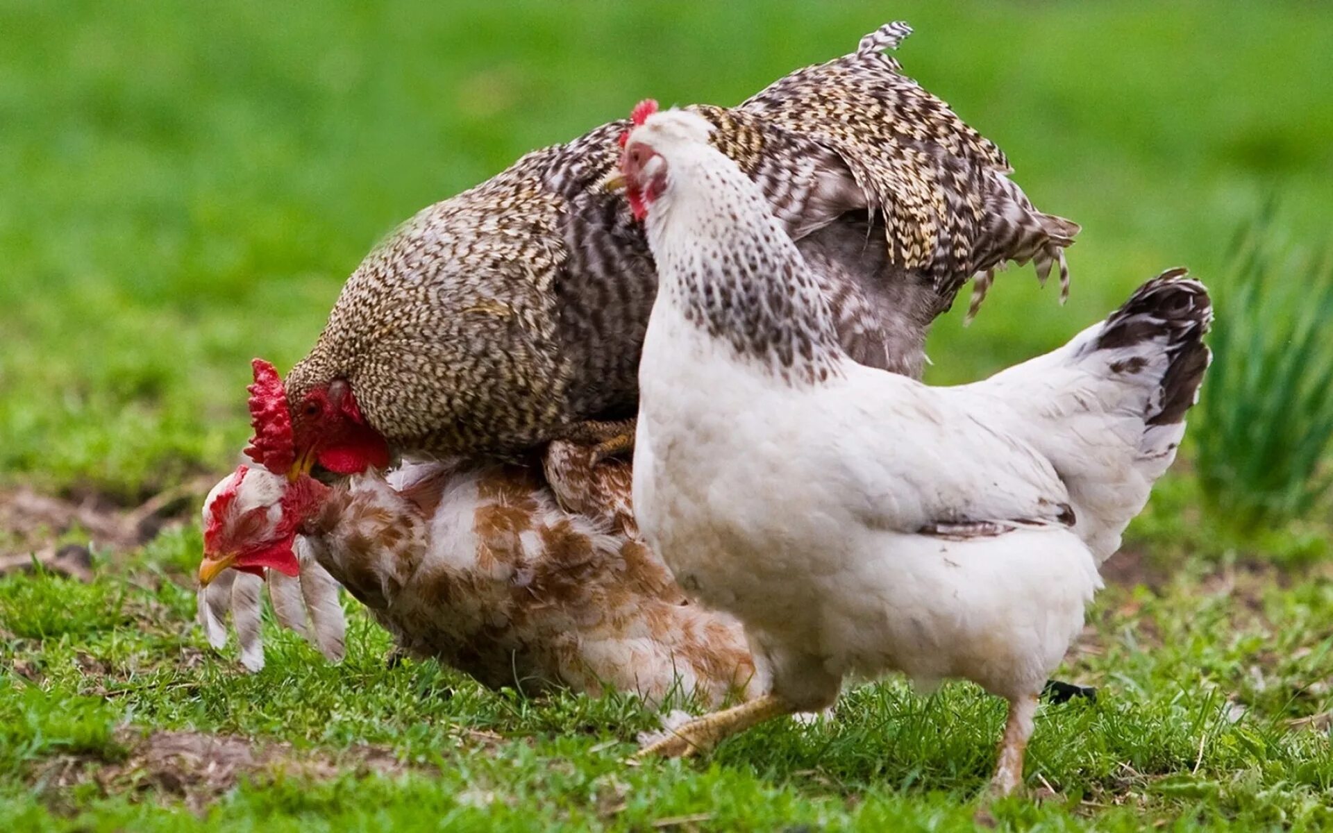 Почему цыплята расклевывают друг друга
