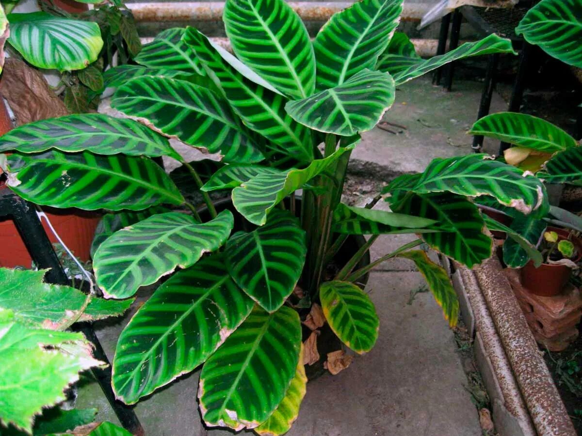 Калатеи виды и сорта фото