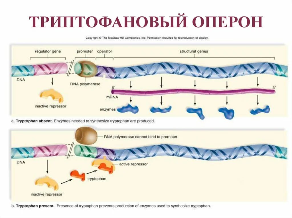 Триптофановый оперон. Триптофановый оперон негативная регуляция. строение триптофанового оперона. триптофановый оперон схема работы. схема триптофанового оперона кишечной палочки.