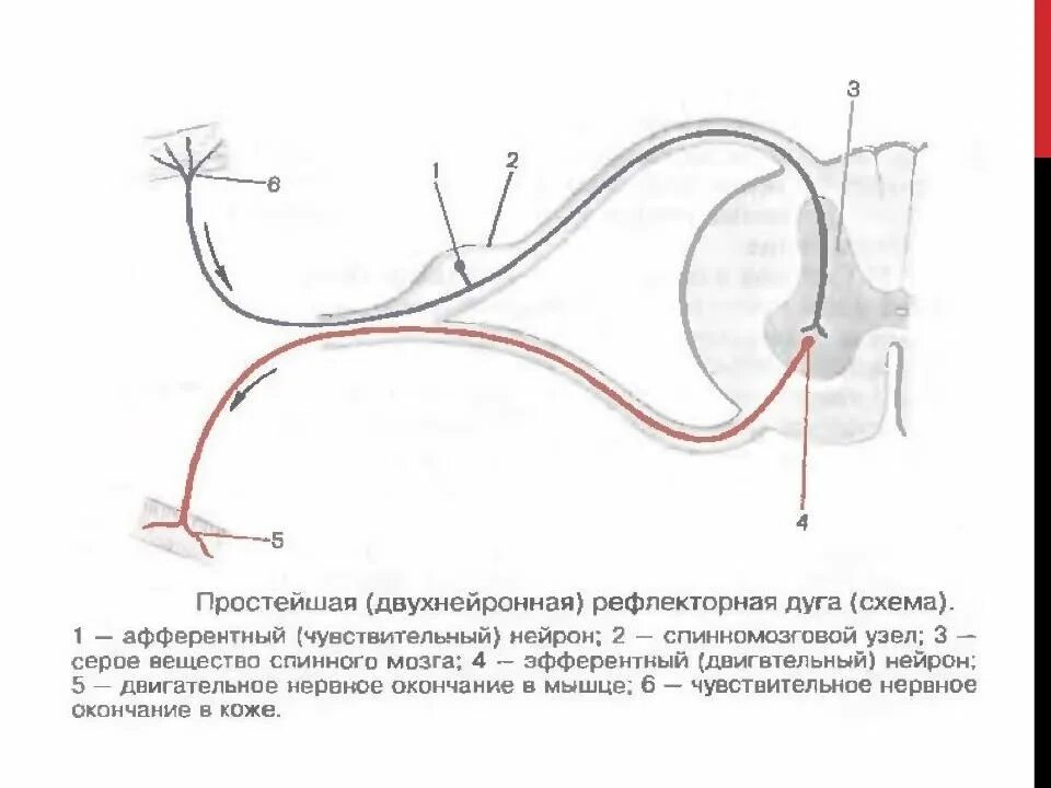 Строение рефлекторной дуги рисунок. Двухнейронная соматическая рефлекторная дуга. Структура двухнейронной рефлекторной дуги. Схема простой рефлекторной дуги анатомия. Схема двухнейронной рефлекторной дуги.