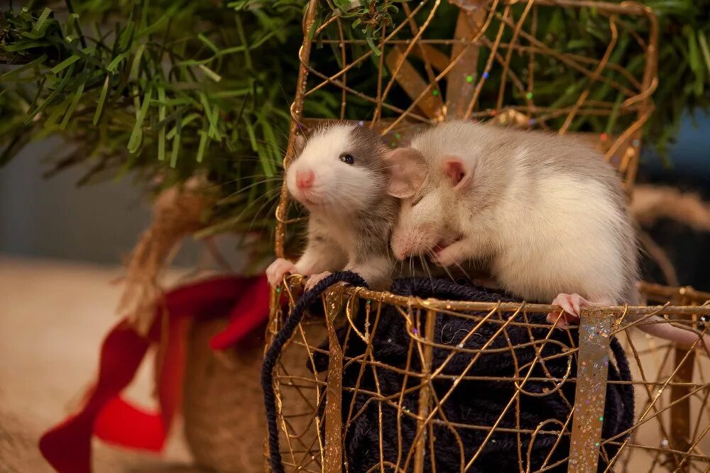 С новым годом крысы. Новая крыса. Белая крыса. Новогодняя крыса. Крыса в новогодней шапочке.