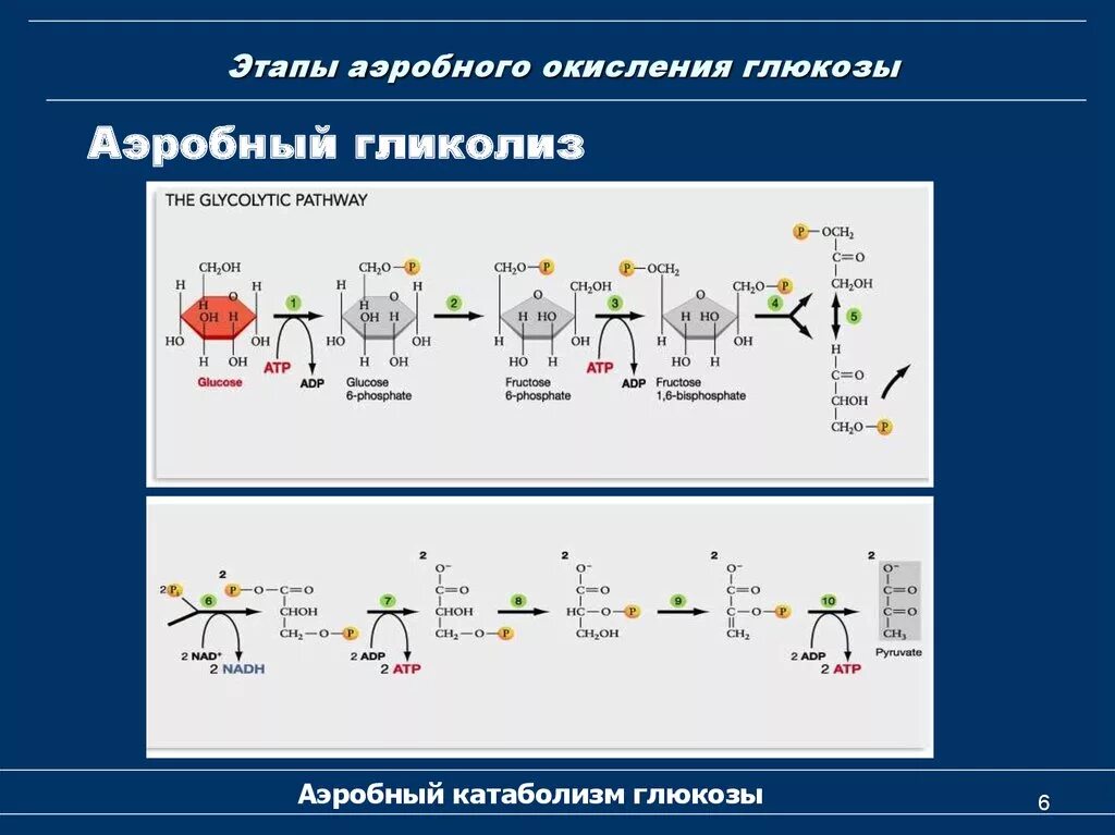 4 этап окисления глюкозы. 1 Этап аэробного окисления Глюкозы. Аэробное окисление биохимия. Схема реакции аэробного гликолиза Глюкозы. Аэробное окисление углеводов этапы.