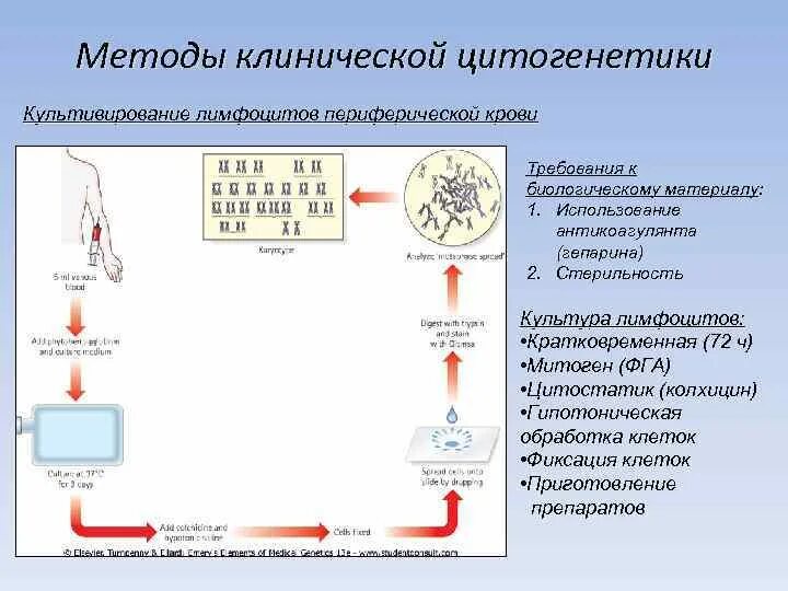Цитогенетический метод используют. Культивирование лимфоцитов периферической крови. методы цитогенетики. цитогенетический метод. 72 часовая культура лимфоцитов периферической крови g окраска что это.