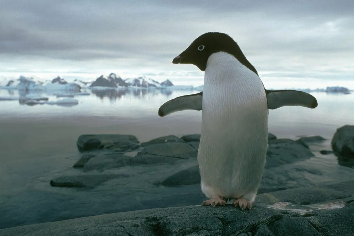 The great warming. Глобальное потепление животные. Медведь и Пингвин. Белый медведь и Пингвин. Вымершие пингвины.