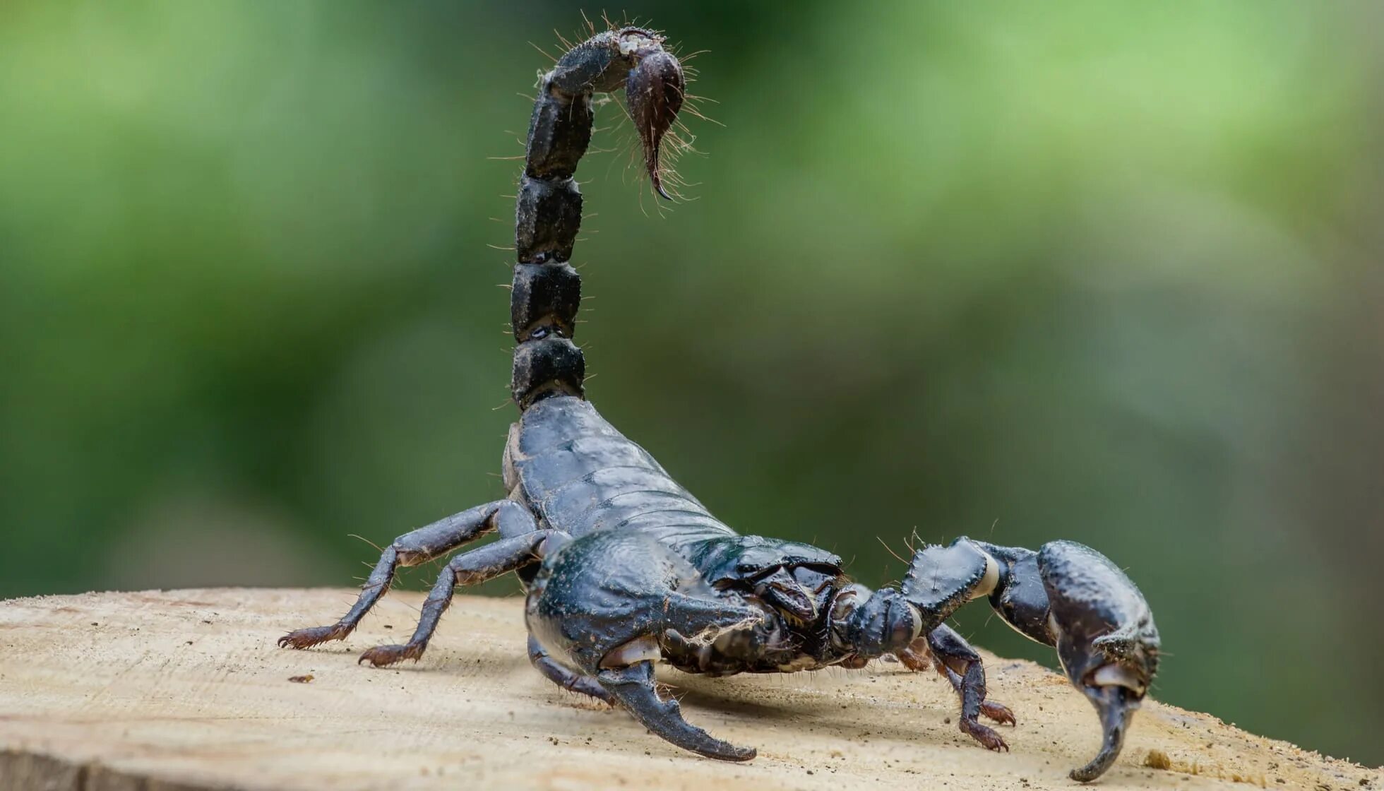 Animals scorpions. Скорпион Microtityus Minimus. Голубой Императорский Скорпион. Аризонский древесный Скорпион. Маленький Скорпион.