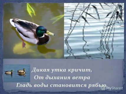 Розов дикая утка