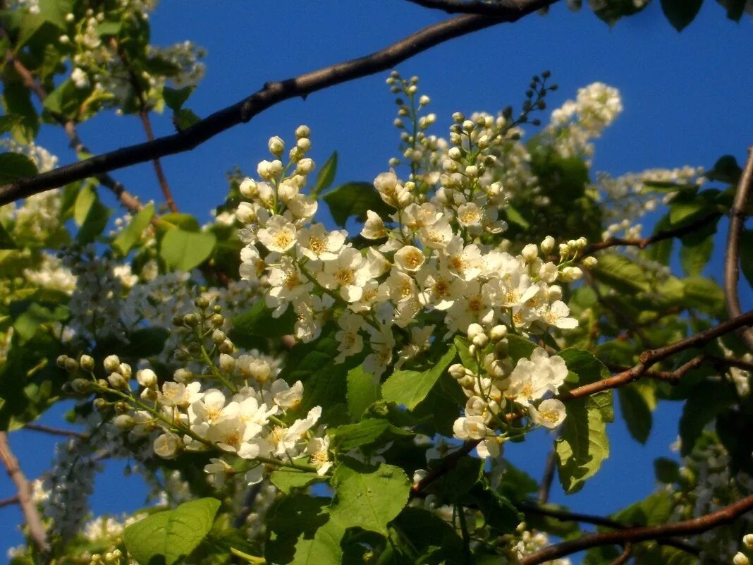 есенин черёмуха душистая. черёмуха душистая. черёмуха душистая черемуха. "черемуха". есенин с.