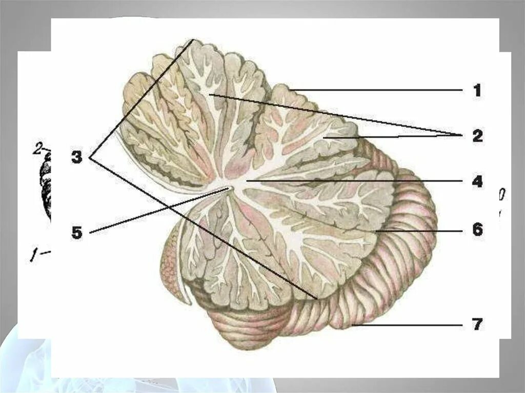 Мозжечок строение. Мозг строение мозжечка анатомия. Строение мозжечка в головном мозге. Мозжечок в разрезе анатомия.