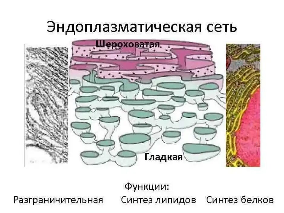 Хлоропласт и эндоплазматическая сеть. Эндоплазматическая сеть Синтез липидов. Эндоплазматическая сеть гладкая и шероховатая. Гладкая эндоплазматическая сеть рисунок. Шероховатая эндоплазматическая сеть рисунок.