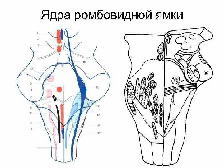 Топография ядер черепных нервов. Ядра ромбовидной ямки схема. проекция ядер на ромбовидную ямку схема. рельеф ромбовидной ямки схема.